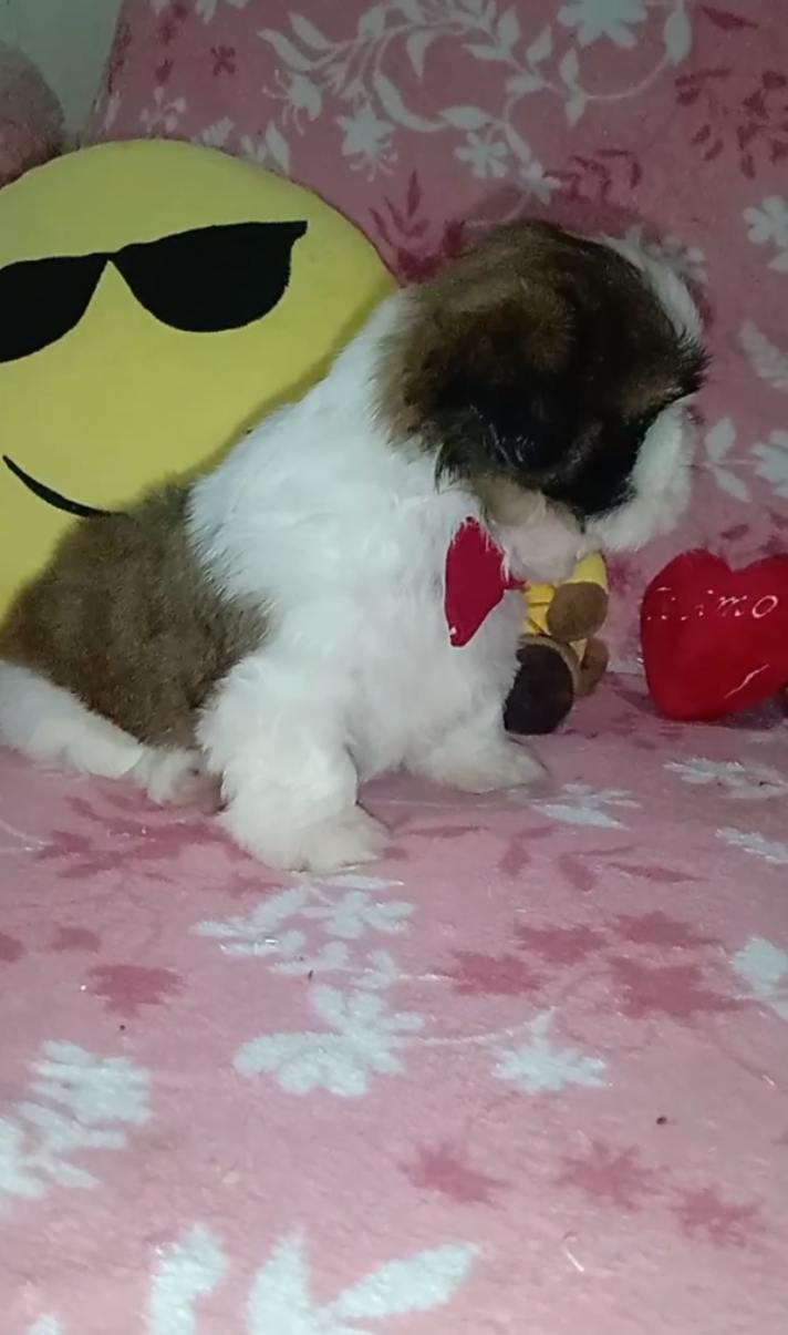 filhote de cachorro shih tzu à venda